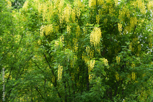 Tableau sur toile A lot of yellow racemes of Laburnum anagyroides in May
