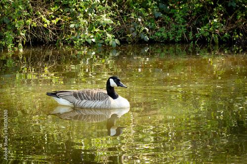 Canadian Goose on Macclesfield Canal, Cheshire, UK