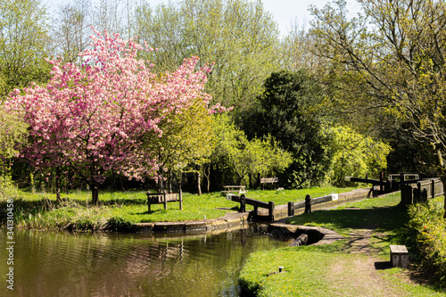 Orchard Lock with a cherry blossom tree, near to Bosley Locks, Macclesfield Canal, Cheshire, UK photo