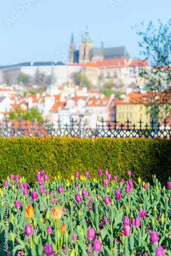 Spring in Prague. Flowerbed of tulips on sunny spring day with Prague Castle on background. Czech Republic