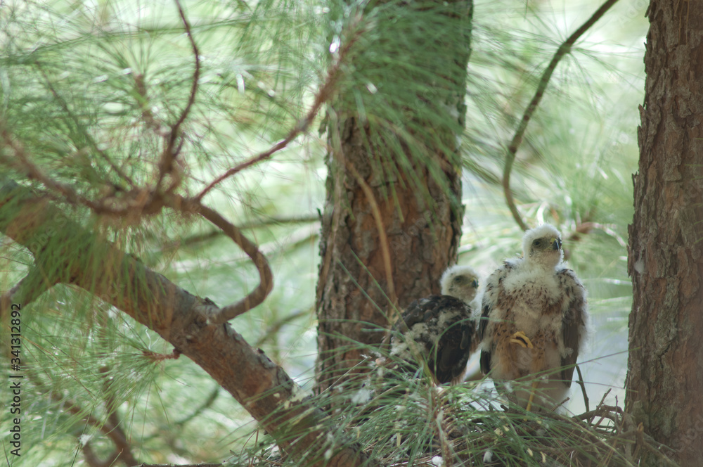 Obraz premium Chicks of Eurasian sparrowhawk Accipiter nisus granti in the nest. Integral Natural Reserve of Inagua. Gran Canaria. Canary Islands. Spain.