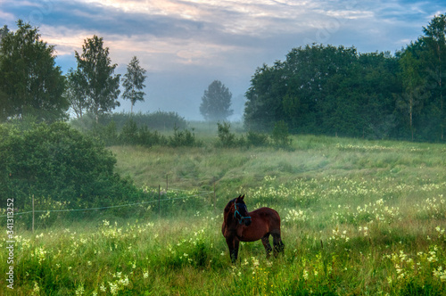 horse in the meadow on a misty day