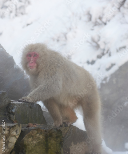 Japanese snow monkey  © paulfarnham