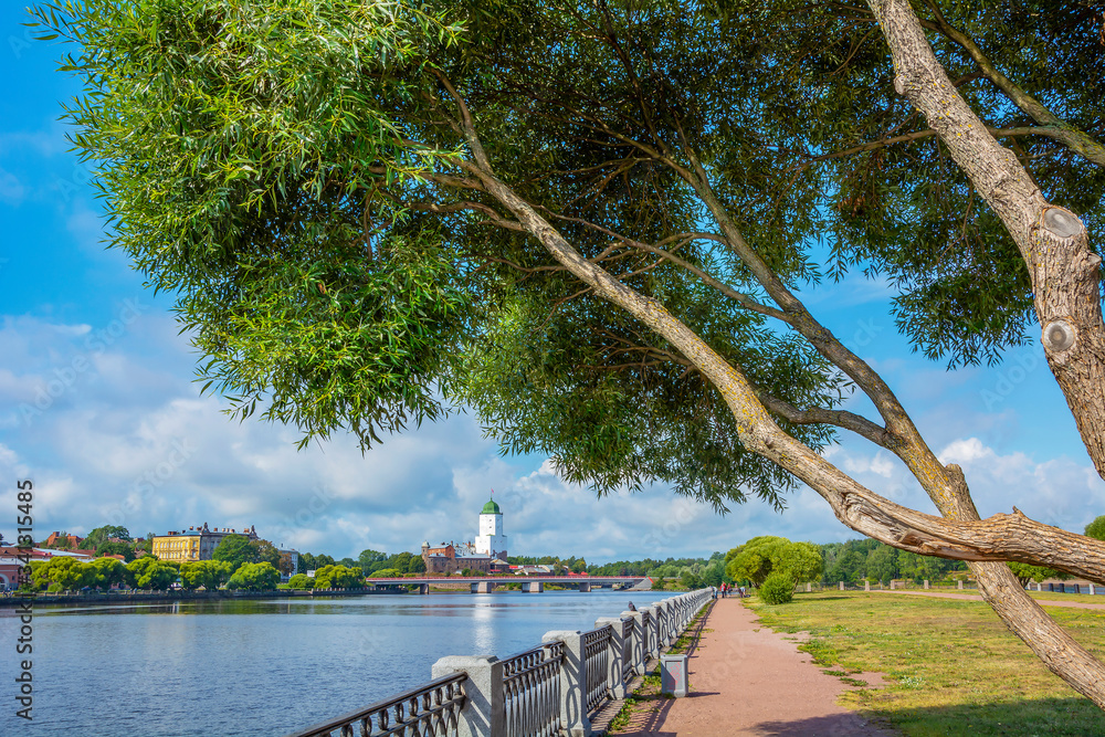 Fototapeta premium Vyborg, picturesque willow on the embankment of the Bolshoy Ladle Bay