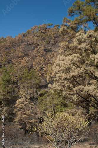 Burned forest of Canary Island pine Pinus canariensis with Euphorbia regis-jubae in the foreground. Integral Natural Reserve of Inagua. Gran Canaria. Canary Islands. Spain.