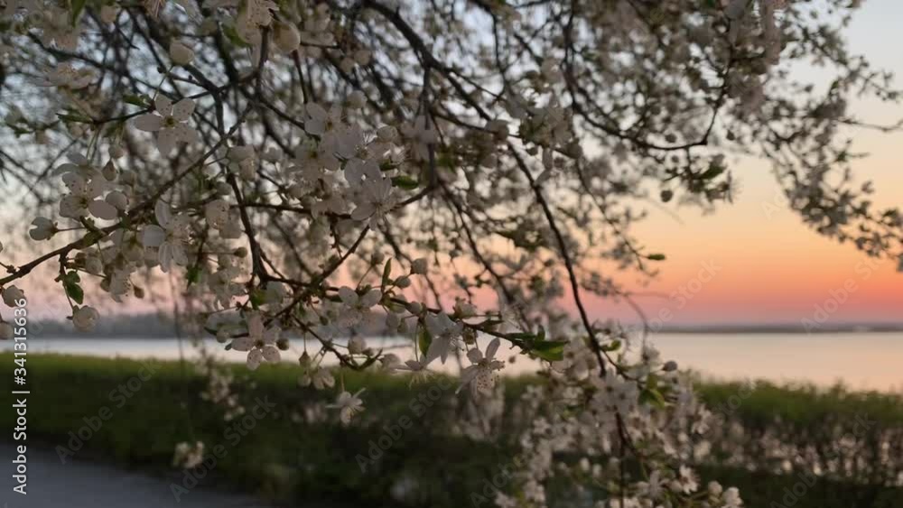 Sakura blooms at sunrise on the river bank. The sky at the dawn of a new day. Red-orange sun. Sakura blooms at sunrise on the river bank. The sky at the dawn of a new day. Red-orange sun.