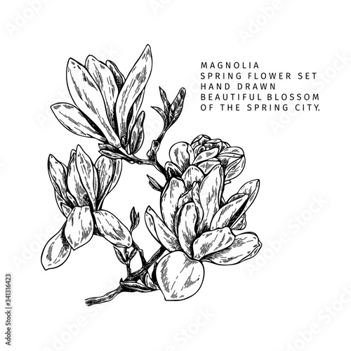 Hand drawn spring blossom. Vector magnolia branch. Elegant sringtime flowers. Vintage engraved art in modern trendy interpretarion. Blossoms of the city. Wedding, party, ivent decoration, card design.