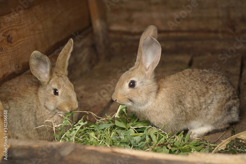 small rabbits in the cage © taraskobryn