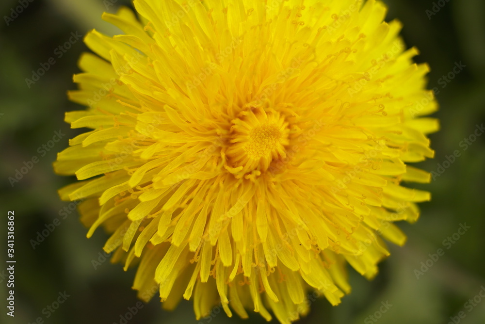 beautiful dandelion bloom close up beautiful dandelion bloom close up