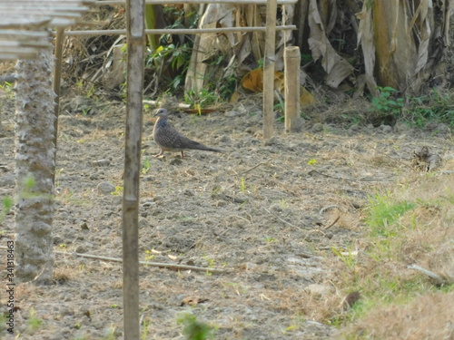 Spotted Dove, dove, gugu, Spotted,Dove photo