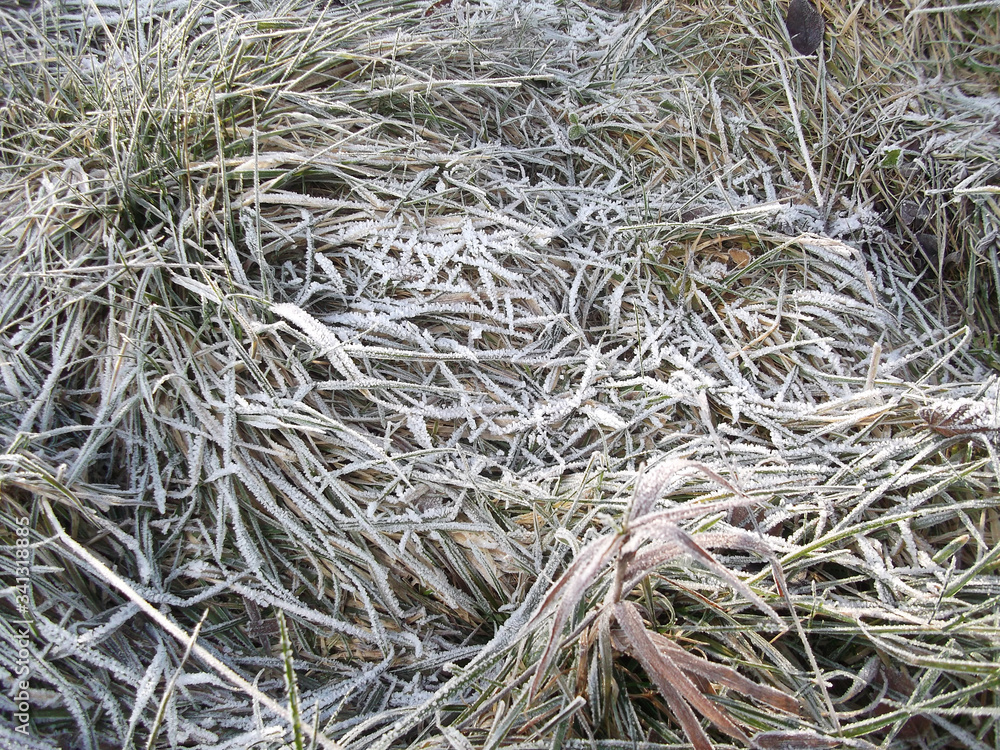 Eis und Frost auf Gras im Frühling, Spätfrost Eis und Frost auf Gras im Frühling, Spätfrost