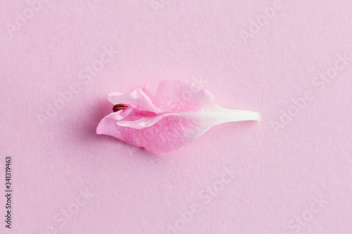 pastel flower petal, symbol of vulva, clitoris, vagina, erotic minimal concept, top view, flat lay photo