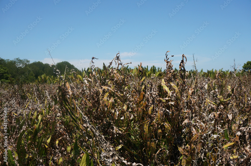 Obraz premium Acrostichum aureum, Dry acrostichum aureum. the golden leather fern is a large species of fern that grows in mangrove swamps and other wet locations 