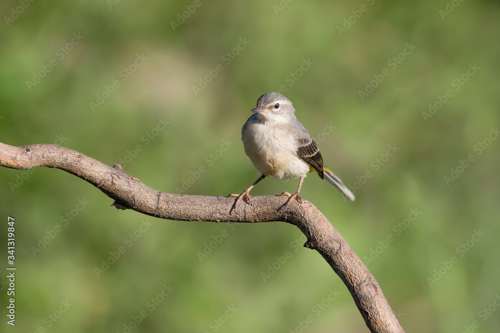 Grey wagtail in breeding season (Motacilla cinerea) Grey wagtail in breeding season (Motacilla cinerea)