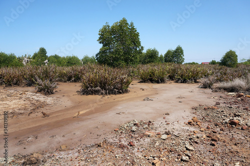 Acrostichum aureum, Dry acrostichum aureum.  the golden leather fern is a large species of fern that grows in mangrove swamps and other wet locations  photo