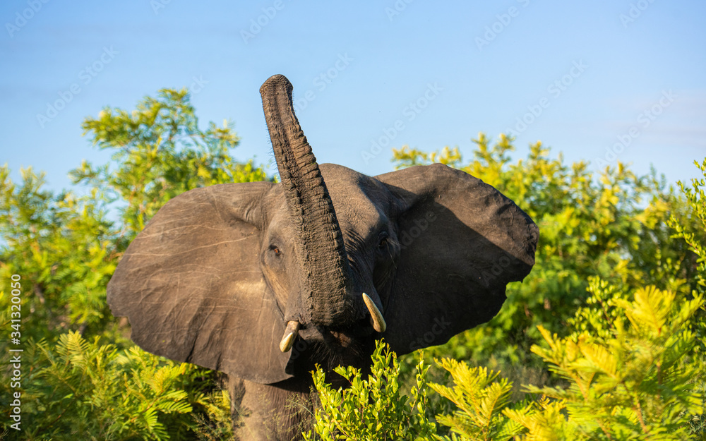 African Elephant with trunk in on safari - obrazy, fototapety, plakaty 