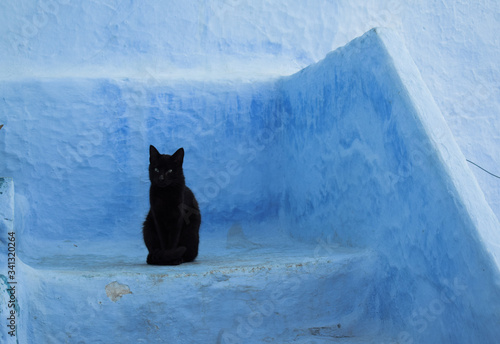 Gato negro sobre fondo azul con textura