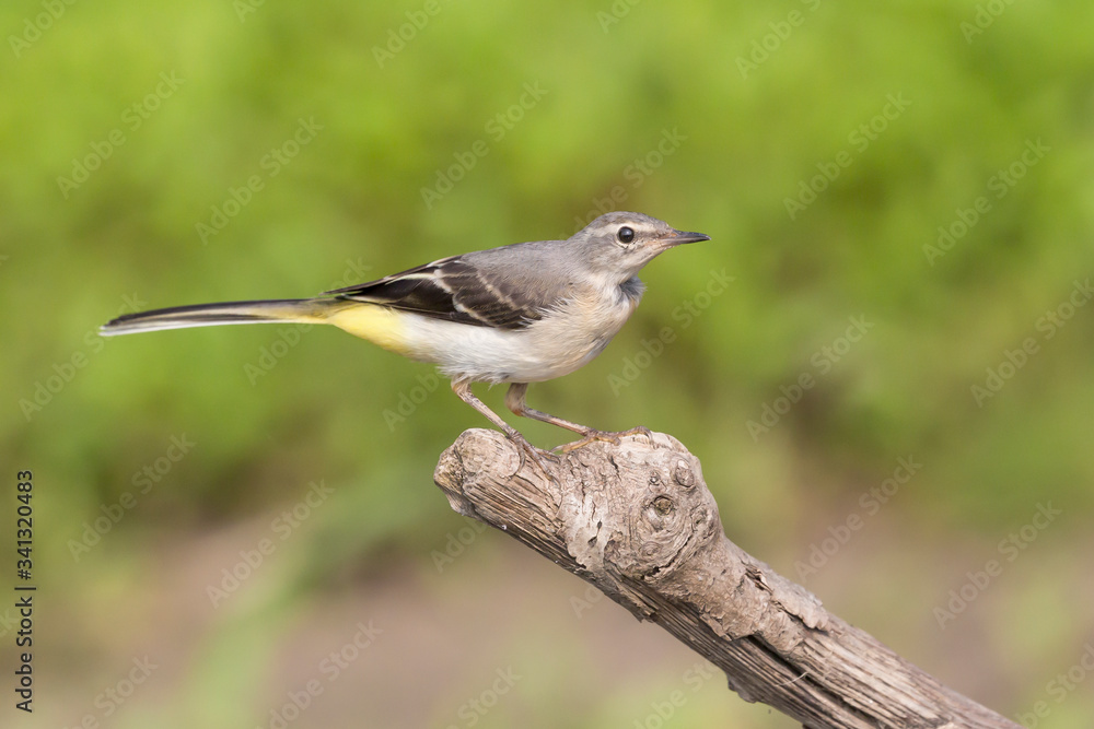 Naklejka premium The pretty Grey wagtail on branch (Motacilla cinerea)