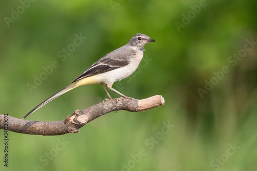 Amazing portrait of Grey wagtail in a sunny day (Motacilla cinerea) © manuel