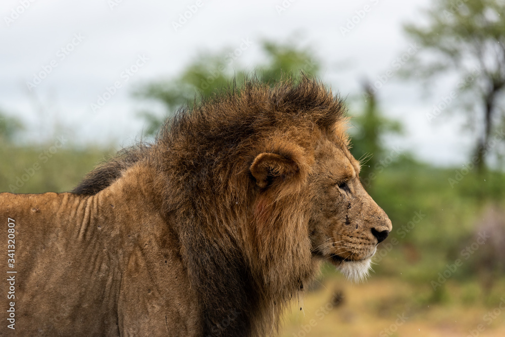 Male Lion walking in the road in Kruger Park Male Lion walking in the road in Kruger Park