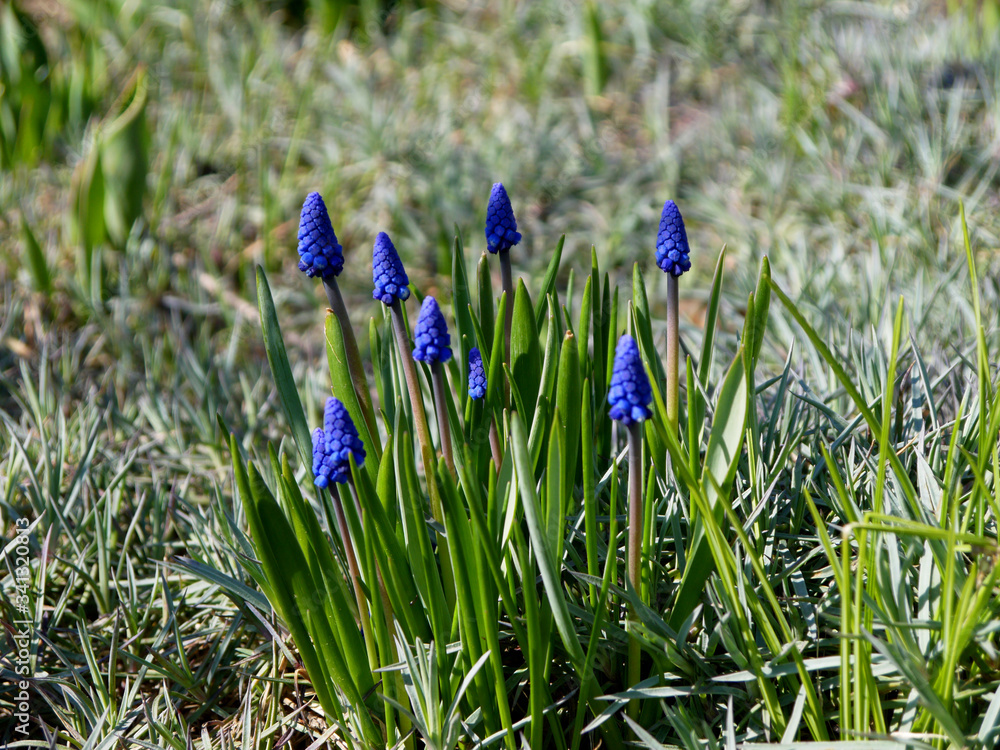 The first spring blooming flowers. The first spring blooming flowers.