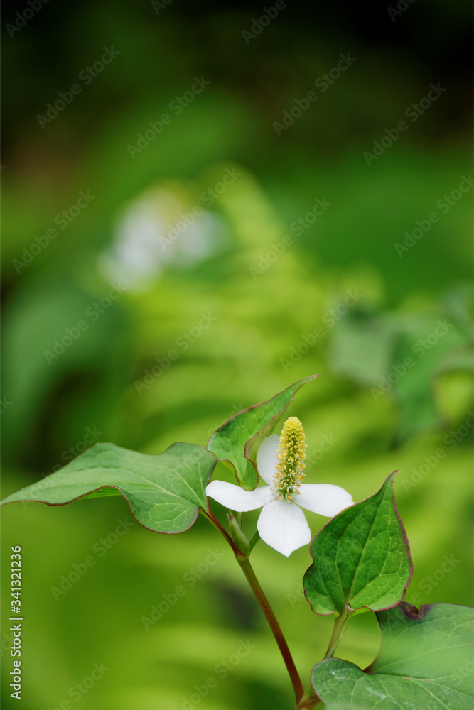 Houttuynia cordata flowers in garden Houttuynia cordata flowers in garden