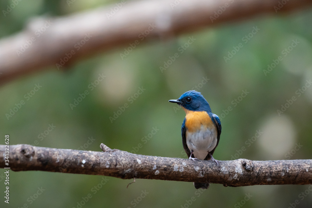 Bird catching black insects Perched on a branch in a deep forest Bird catching black insects Perched on a branch in a deep forest