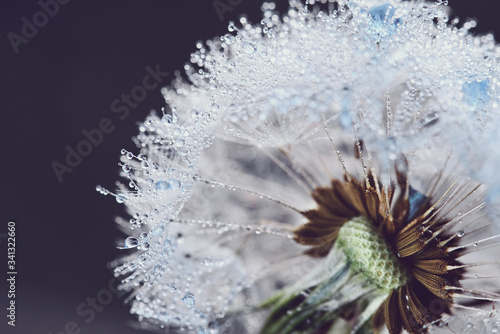 Water drops on parachutes dandelion. Copy space. soft focus on water droplets. abstract background. Macro nature