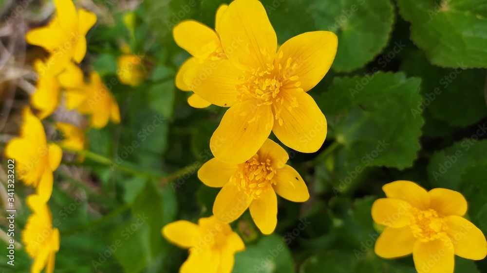Obraz premium yellow daffodil flower