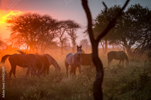 Troupeau de chevaux en libert   dans une prairie au coucher du soleil