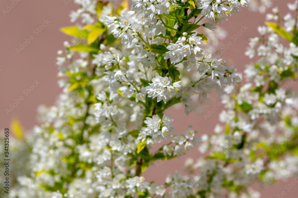 Deutzia gracilis duncan Chardonnay pearls white flowering shrub, beautiful ornamental flowers in bloom Deutzia gracilis duncan Chardonnay pearls white flowering shrub, beautiful ornamental flowers in bloom