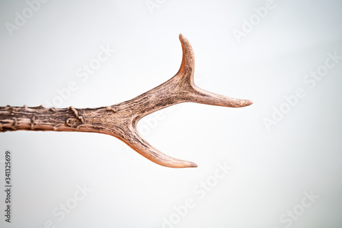 horns of a deer