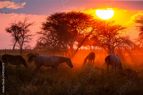 Fototapeta Naklejka Na Ścianę i Meble -  Troupeau de chevaux en liberté dans une prairie au coucher du soleil