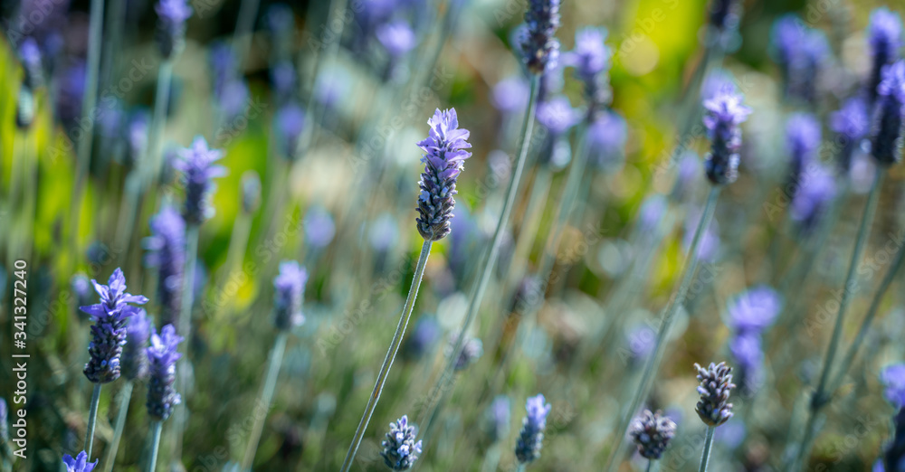 Fototapeta premium Beautiful summer violet flowers background