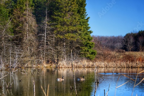 Geese of Brocker photo