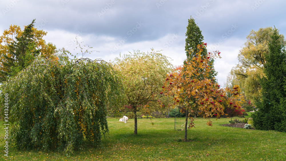 Naklejka premium group of three trees in the ornamental garden, birch and mountain ash with drooping branches, ornamental willow