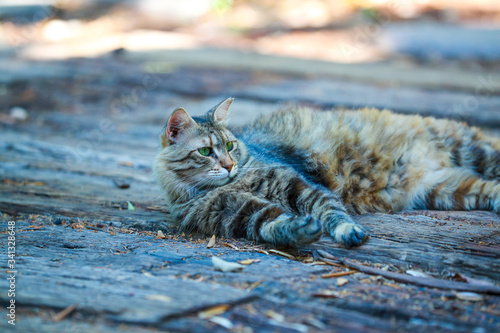 Photography cat, animal, pet, kitten, cute, feline, domestic, fur, eyes, portrait, kitty, ma