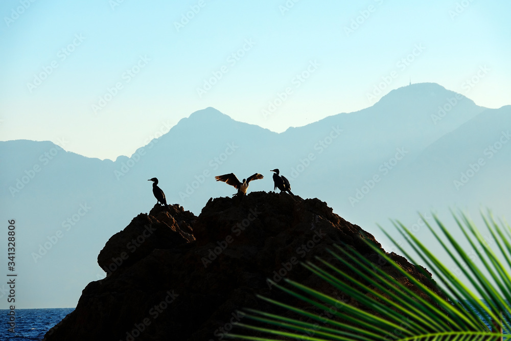 group of tropical seabird stting and restin on rocks at Mediterranean seaside of Antalya
