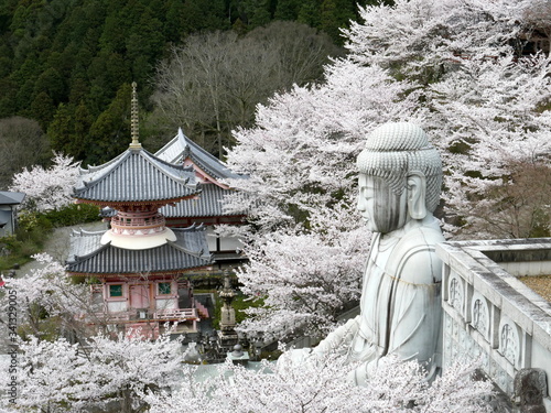 Cherry blossoms in full bloom of Tsubosaka Temple
