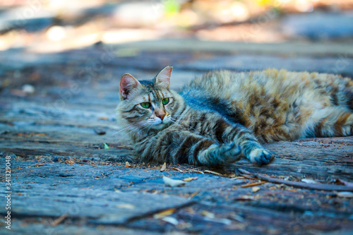 Photography cat, animal, pet, kitten, cute, feline, domestic, fur, eyes, portrait, kitty, ma