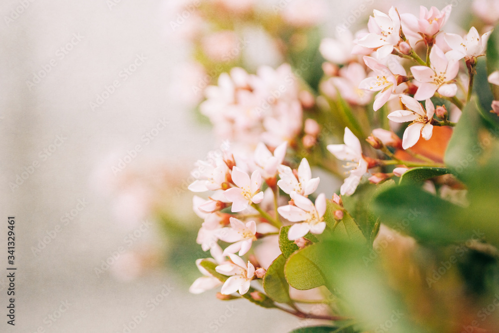 Light pink flowers blooming from an Indian hawthorn bush in the yard