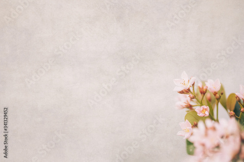 Light pink flowers blooming from an Indian hawthorn bush in the yard against a neutral backdrop with lots of copy space for text and a subtle textured background