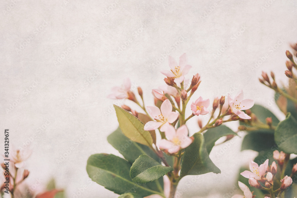 Light pink flowers blooming from an Indian hawthorn bush in the yard