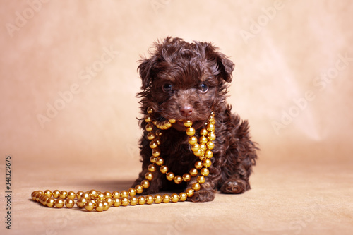 Little brown curly dog fashionista