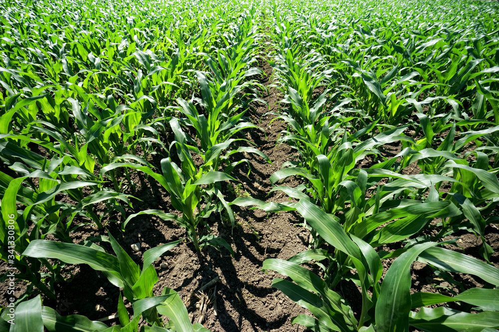 Close up agricultural corn field of countryside landscape in sunny day Close up agricultural corn field of countryside landscape in sunny day