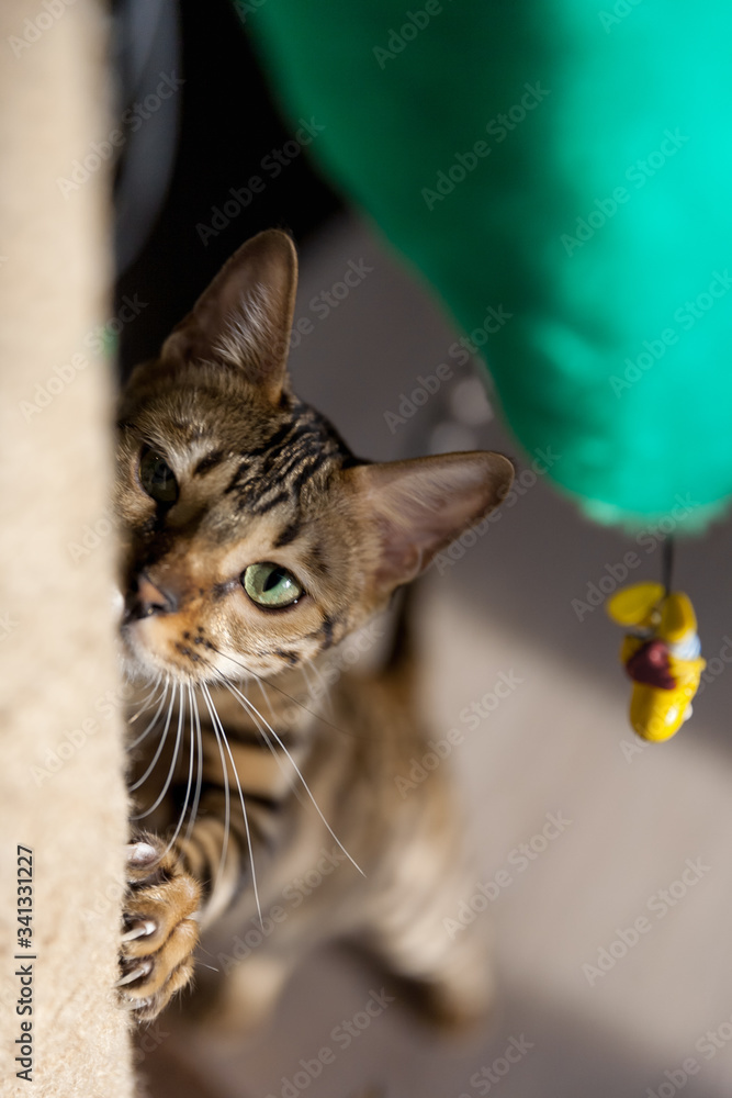 adult brown striped Bengal cat climbing artificial tree claw point in a