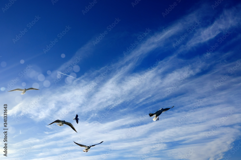 Close up flock of seagulls flying over blue sunny sky Close up flock of seagulls flying over blue sunny sky