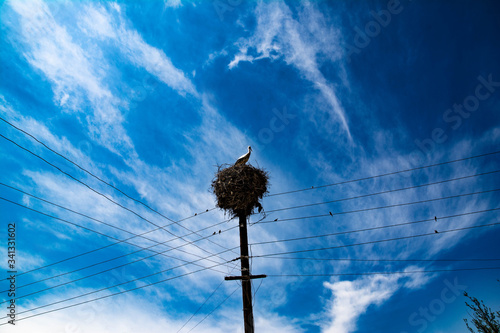 Stork built a nest on an electric pole. White stork in the nest. Stork in the wild. Beautiful birds. Wild birds storks.