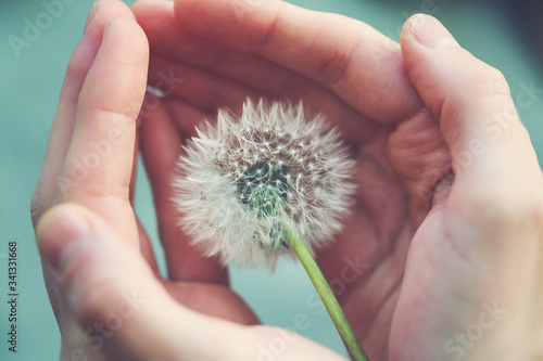 beautiful fluffy dandelion flower in girl's hands, care, protection, wishes and dreams concept, spiritual soul © zakalinka