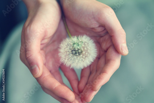 Foto beautiful fluffy dandelion flower in girl's hands, care, protection, wishes and